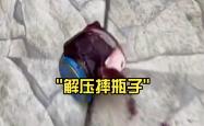 巴萨场边指挥情绪激动，曼联队员怒摔水瓶！的简单介绍
